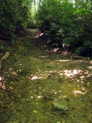 Trail leading out of Upper Creek up towards NC highway 181
