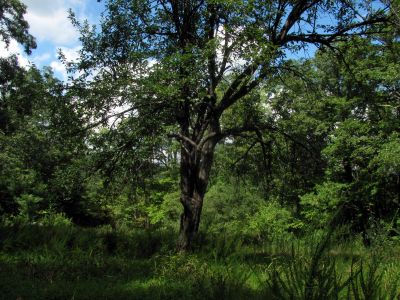 The field on top just before reaching NC highway 181
