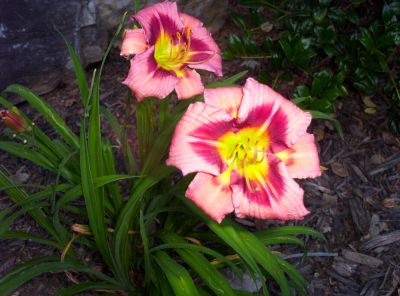 Submitted by Bol'Dar
