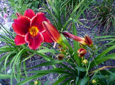 Submitted by Bol'Dar
