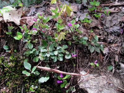wildflowers at Jones Falls
