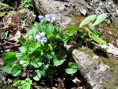 wildflowers at Jones Falls
