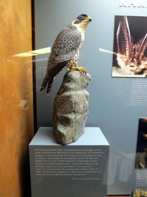 Taken inside the Grandfather Mountain Park Museum 10-19-2012
