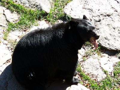 The bear sanctuary at Grandfather Mountain State Park taken 10-19-2012
