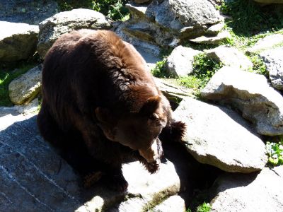 The bear sanctuary at Grandfather Mountain State Park taken 10-19-2012
