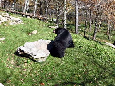 The bear sanctuary at Grandfather Mountain State Park taken 10-19-2012
