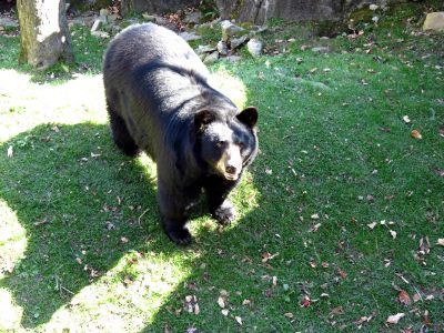 The bear sanctuary at Grandfather Mountain State Park taken 10-19-2012
