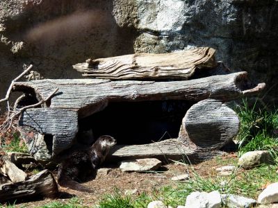 The otter enclosure at Grandfather Mountain State Park taken 10-19-2012
