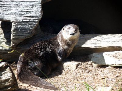 The otter enclosure at Grandfather Mountain State Park taken 10-19-2012
