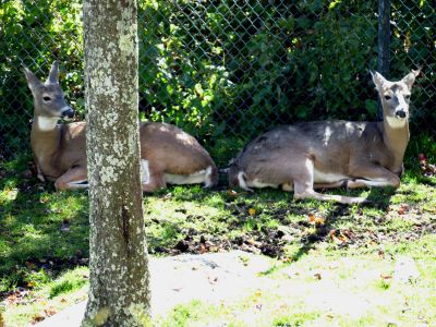 Deer at the wildlife sanctuary of Grandfather Mountain State Park taken 10-19-2012
