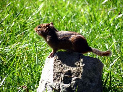 Chipmunk posing in the park taken 10-19-2012
