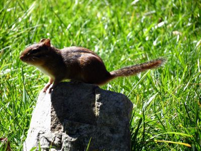 Chipmunk posing in the park taken 10-19-2012
