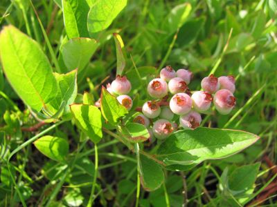 Blueberries
taken 7-11-2010
