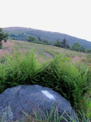 white blaze
taken 7-11-2010
