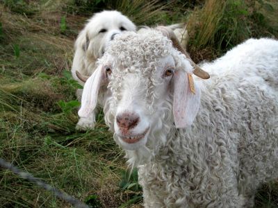 Goat 
Smiling for the camera  taken 7-11-2010
