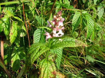 ???
taken 7-11-2010
