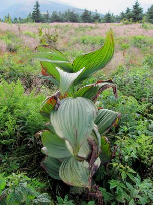 ???
taken 7-11-2010
