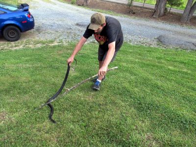 Tyler removing a black snake we found while taking a large Maple tree down. 
