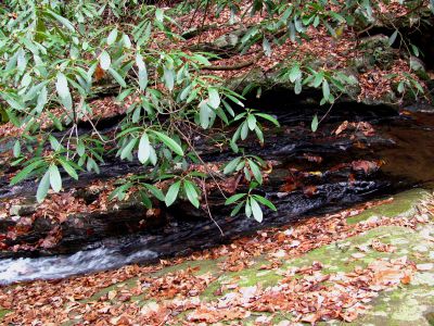 Cody Falls
Top part of the lower half of Cody Falls  11-20-2010
